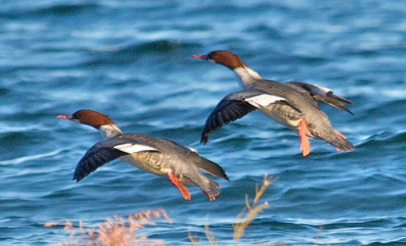 Merganser, Lake Mead