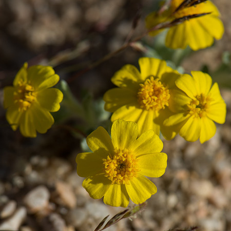 Mojave Road Trip 3.20.16-114