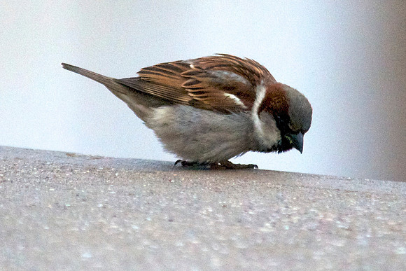 Finch, Hoover Dam