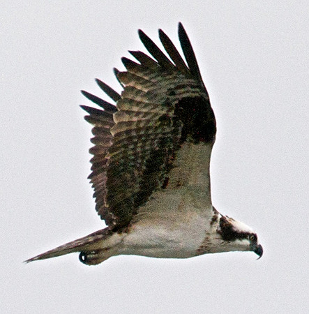 Osprey, Lake Mead