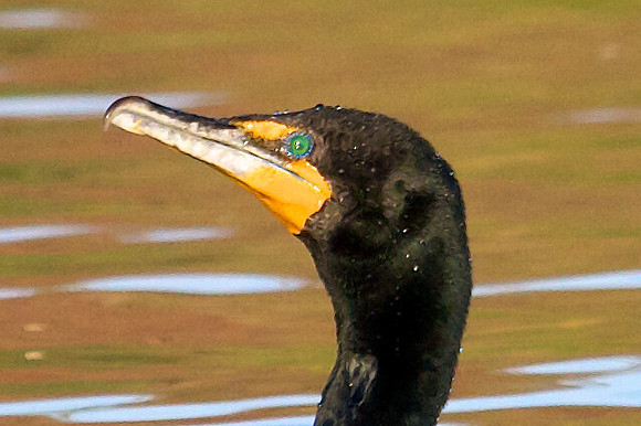 Double Crested Cormorant, Lake Mead Nevada