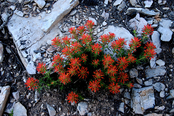 Bristle Cone Trai, Nevada