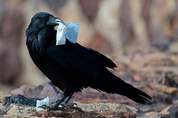 Raven, Lake Mead
