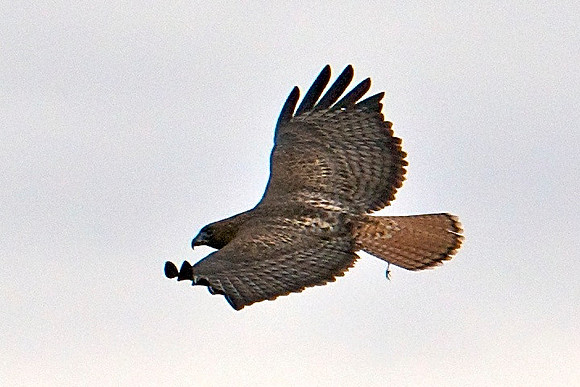 Golden Eagle, Mike O"Callaghan-Pat Tillman Memorial Bridge Nevada/Arizona