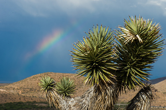 Joshua Trees, Red Rock Canyon -1
