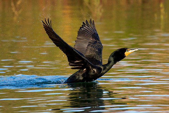 Double Crested Cormorant, Lake Mead