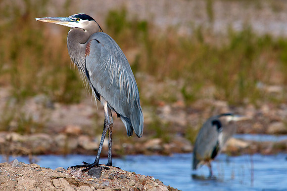 Great Blue Heron, Lake Mead Nevada