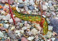 Sphinx Moth Caterpillar