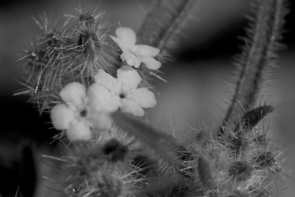 DSC_6830