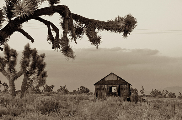 Cima, Mojave Preserve