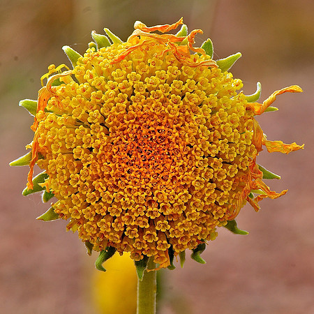 Sunray,North Shore Road, Lake Mead Recreation Area