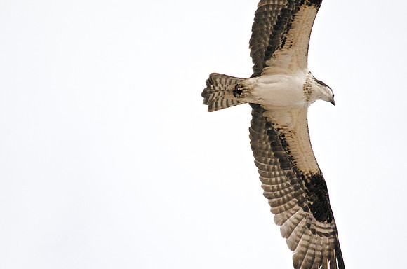 Osprey, Lake Mead