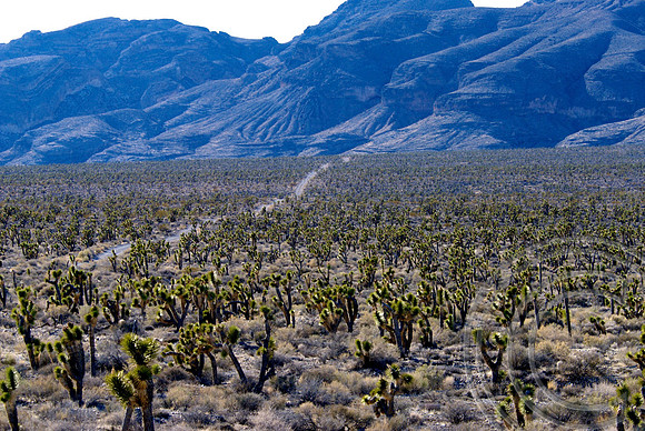 Mormon Well Road, Clark County Nevada