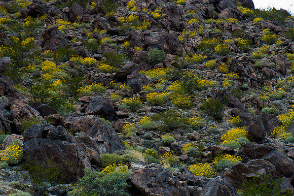 Mojave Road Trip 3.20.16-196