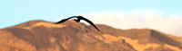 Osprey, Lake Mojave Nevada/Arizona