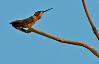 Calliope Hummingbird, Boulder City Nevada