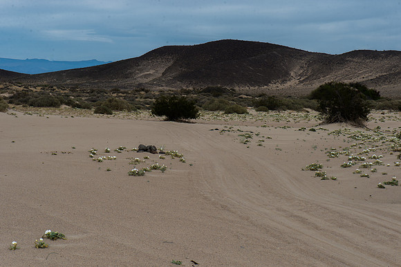 Mojave Road Trip 3.20.16-223