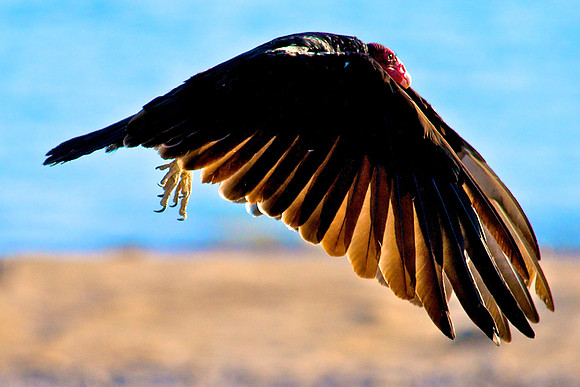 Turkey Vulture, Lake Mead Nevada