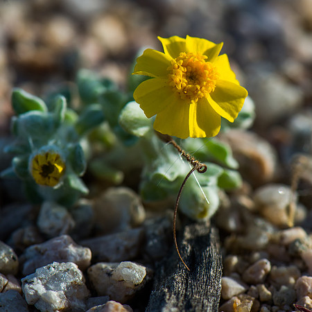 Mojave Road Trip 3.20.16-101