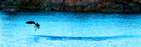 Osprey, Lake Mojave Nevada/Arizona