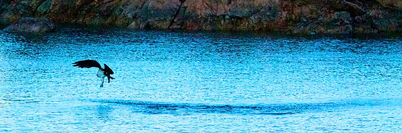 Osprey, Lake Mojave Nevada/Arizona