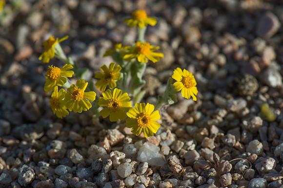 Mojave Road Trip 3.20.16-107
