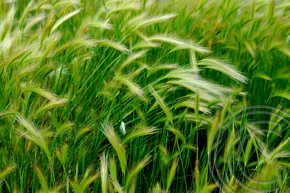 Wind Blown Grass