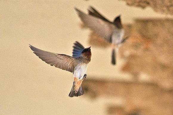 Cliff Swallow, Las Vegas Wash