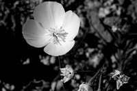 DSC_6807