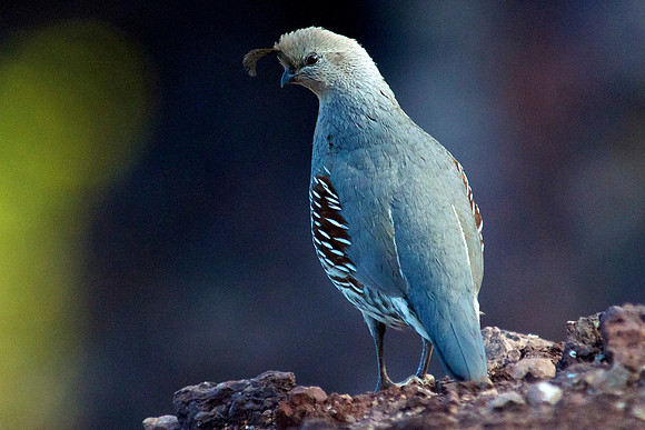 Gambel's Quail, Lake Mead