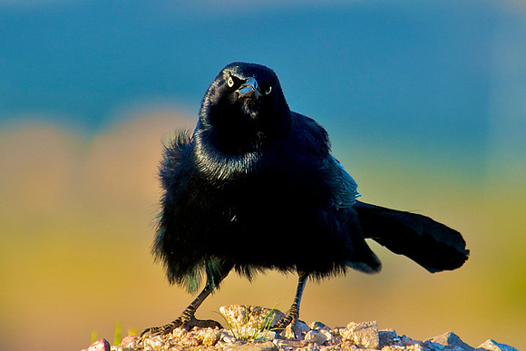 Brewer's Blackbird, Lake Mead Nevada