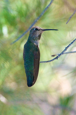 Calliope Hummingbird, Boulder City Nevada