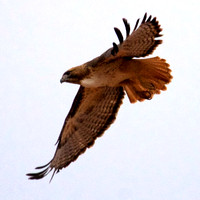 Red Tailed Hawk, Lake Mead Nevada