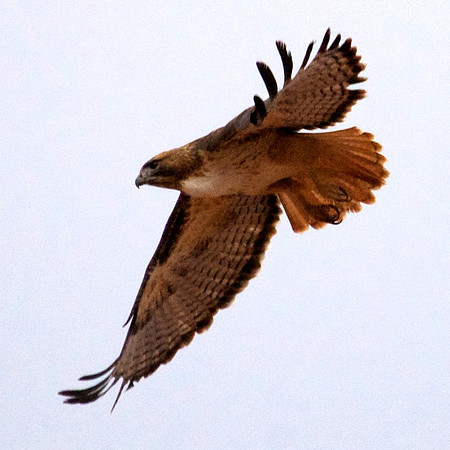 Red Tailed Hawk, Lake Mead Nevada