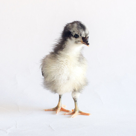 My Pet Chicken-21