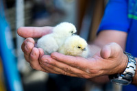 My Pet Chicken-9
