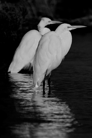 Cattle Egrets Lake Mead