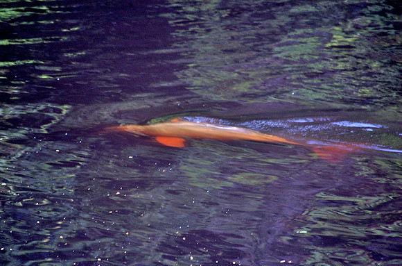 Pink Dolphin