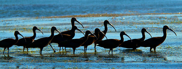 Curlew, Lake Mead Nevada