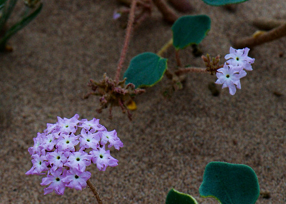 DSC_1867